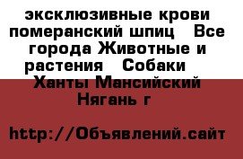 эксклюзивные крови-померанский шпиц - Все города Животные и растения » Собаки   . Ханты-Мансийский,Нягань г.